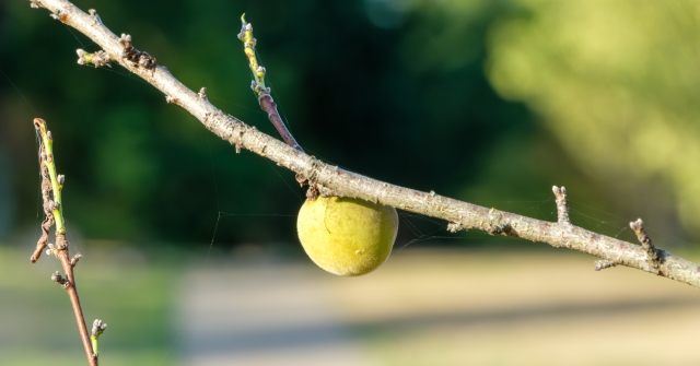 庭木の確認_安心をお届けする管理内容